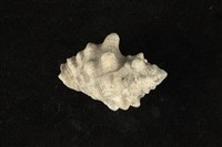 藏品(大岩螺)的圖片